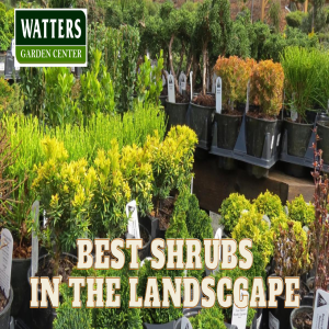 🌱Top 10 Best Mountains Shrubs in the Southwest