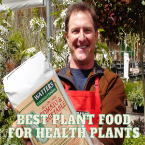 Best Plant Food for Really Health Plants