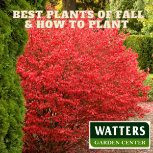The Best Plants of Autumn and How to Plant