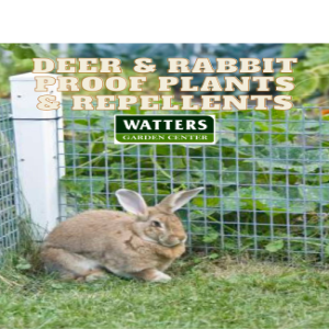 Deer & Rabbit Proof Plants and Repellents