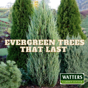 Evergreen Trees that Last