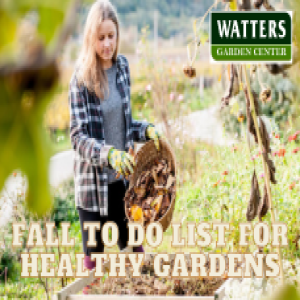 The Fall To- Do List for Healthy Gardens