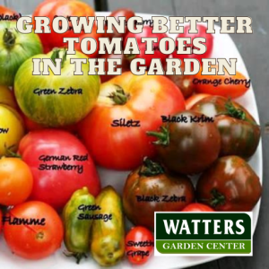 Growing Better Tomatoes in the Garden