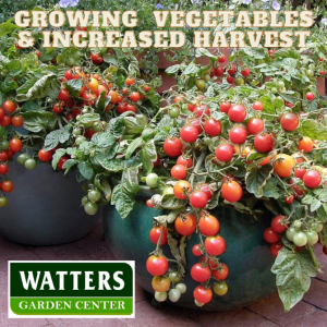 How to Grow the Top 10 Vegetables for an Increased Harvest