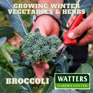 Growing Winter Vegetables and Herbs