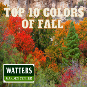 🎙️Welcome to Episode 24 - 45 of The Top 10 Gardener Podcast' with Ken and Lisa Lain! 🎙️