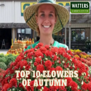 Top 10 Flowers for Riotous Autumn Blooms and Color