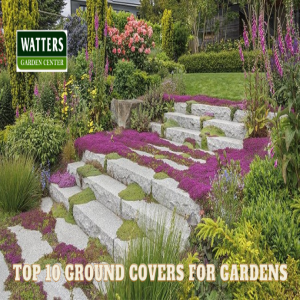 Top 10 Ground Covers in the Gardens