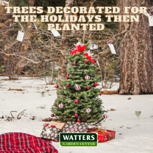 🎄Evergreen Trees Decorated for the Holidays, then Planted in Winter 🎄