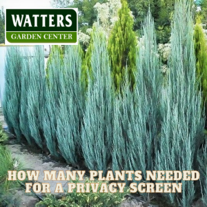 How Many Plants for a Privacy Screen
