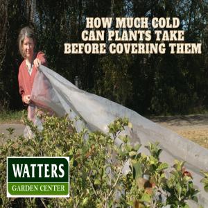 How Much Cold can Plants Take Before Covering Them