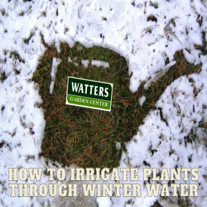 How to Irrigate Plants Through Winter