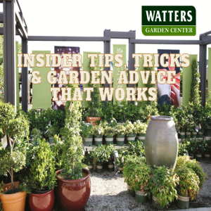 Insider Garden Tips and Tricks that Work!