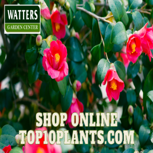 Shop shrubs Online Top10Plants.com