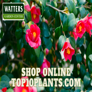 🛒Shop Plants Online at Top 10 Plants