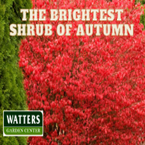 The Brightest Shrubs of Autumn