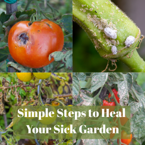 🌻 Simple Steps to Heal Your Sick Garden