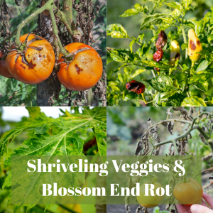 🍅 Shriveling Vegetables and Blossom End Rot in the Garden