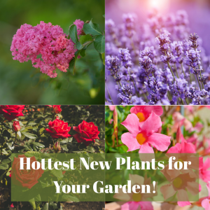 🌼 Hottest New Plants at Watters Garden Center!
