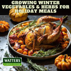 Growing Winter Vegetables and Herbs for Holiday Meals