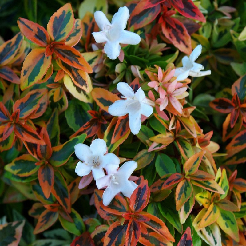Most Colorful Shrubs of Spring