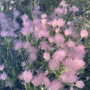 Summer Blooming Shrubs that Outshine the Rest