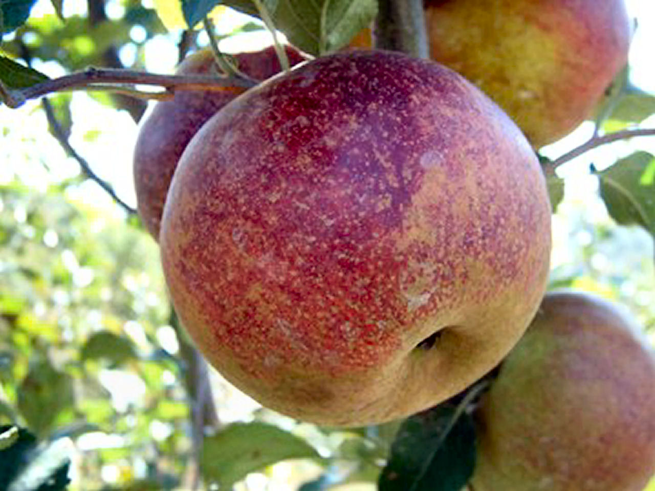 Exactly how to Grow Mountain Fruit Trees