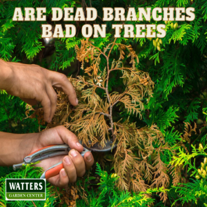 Are Dead Branches Bad on Trees