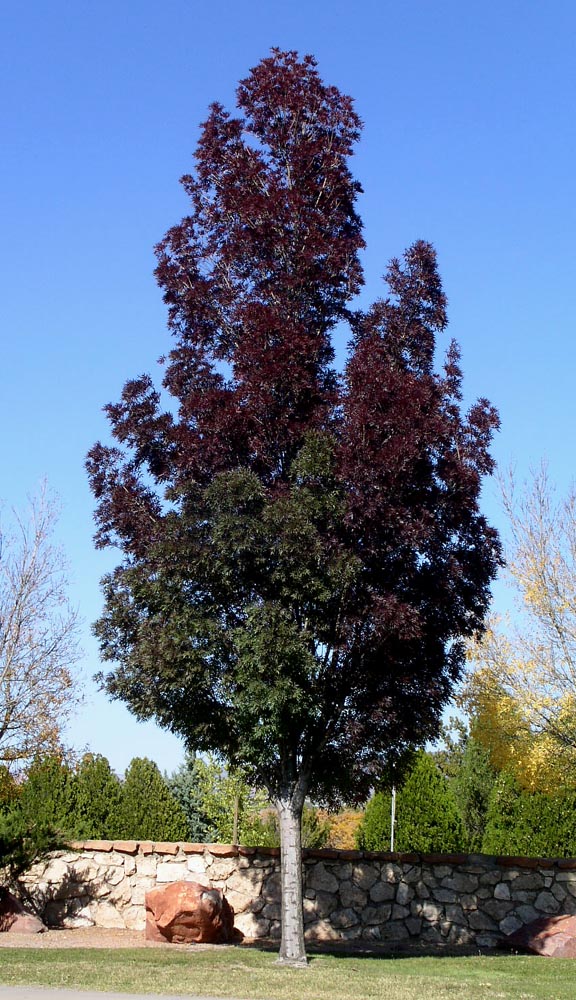 Shade Trees and Summer Success