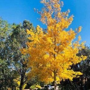 Autumn Curb Appeal with Fall Colored Trees and Flowers