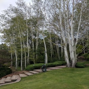 Trees and Shrubs You Should Avoid Planting in Fall