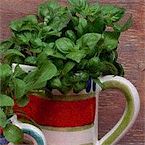 Growing Better Mountain Herbs