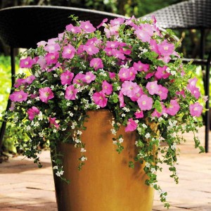 Creative Container Gardens Made Easy