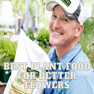 Best Plant Food for Better Flowers