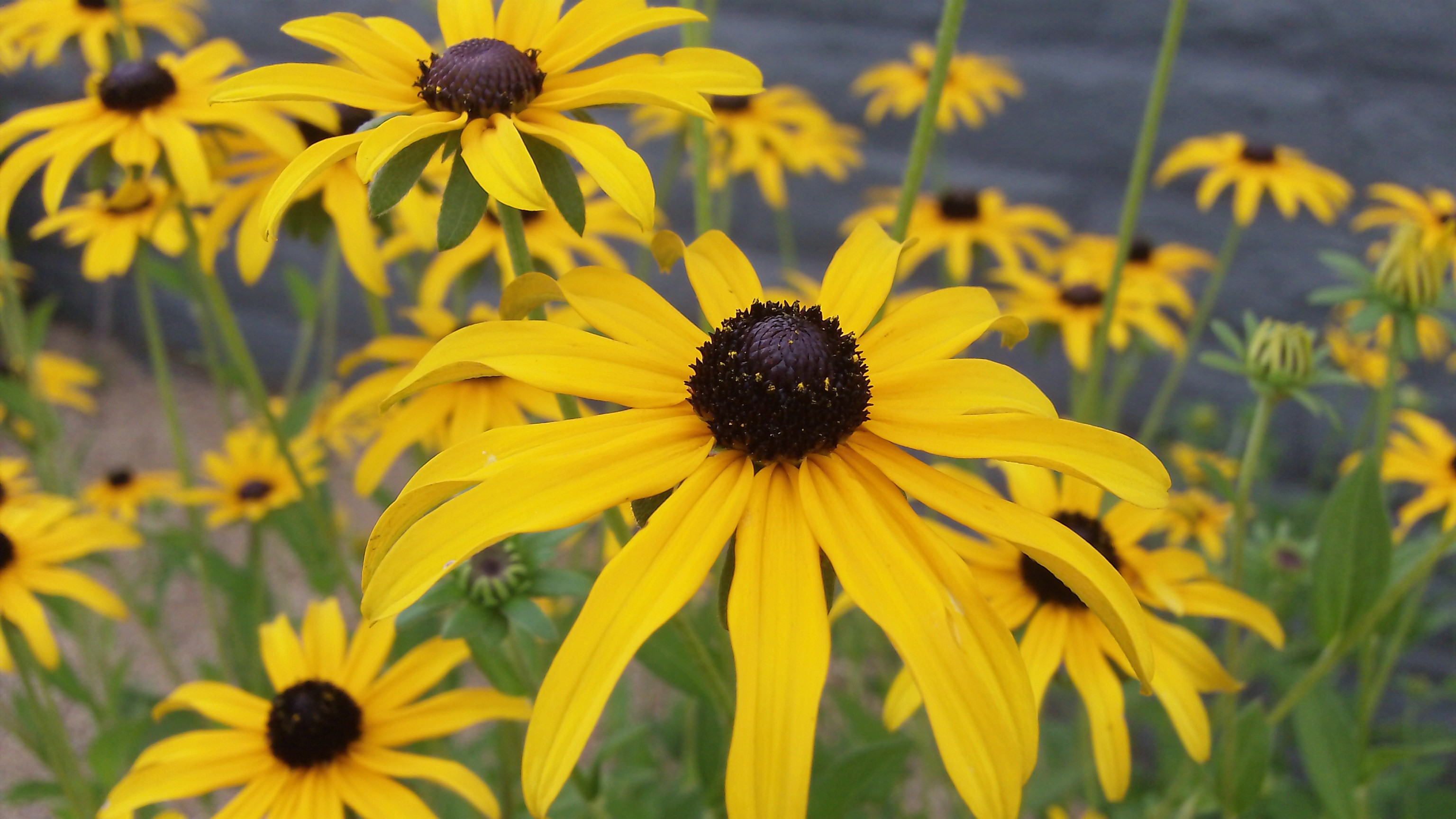 Perennial Flowers are Best Planted in June and Why
