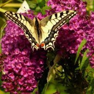 Attracting more Butterflies into the Gardens this Spring