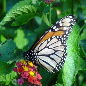How to Attract Butterflies and Birds to Your Gardens