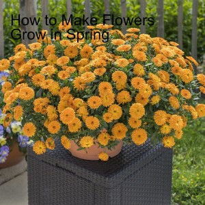 How to Make Flowers Grow in Spring