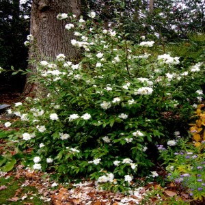 Winter Evergreens that can be Planted when Cold
