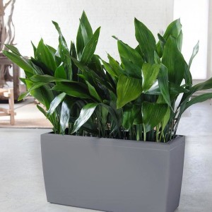 10 Most Popular Houseplants to Grow in Winter