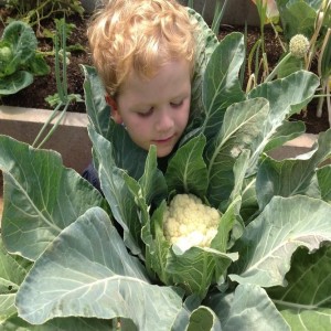The Super 6 Herbs and Veggies for the Winter Harvest