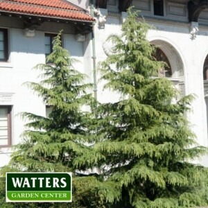 The Brightest Evergreens of Winter