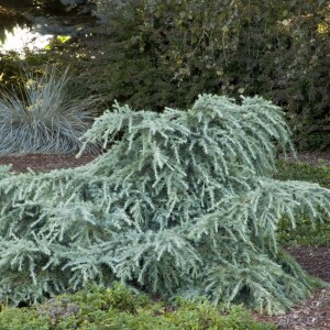 Top 10 Evergreen Shrubs with Color all Winter Long