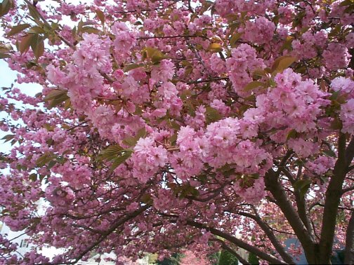 Best Spring Blooming Trees of Spring