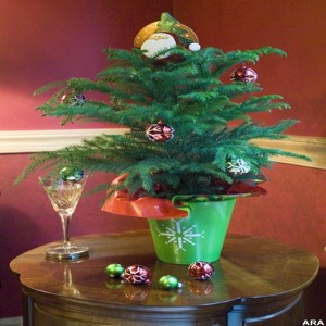Best Living Trees used for Holiday Christmas Decorating