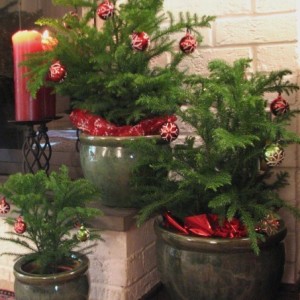 Top 3 Christmas Trees You can Plant in the Yard in December