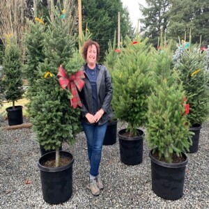 How to Plant You Christmas Tree After the Holidays