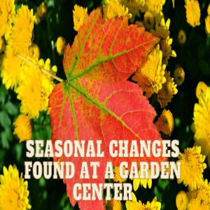 🍂 The Seasonal Changes Found at a Garden Center 🍂