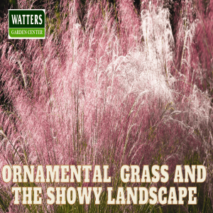 🌿Ornamental Grass and the Showy Landscape 🌿