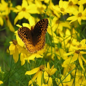 Newest Heat Loving Plants for Summer Gardens